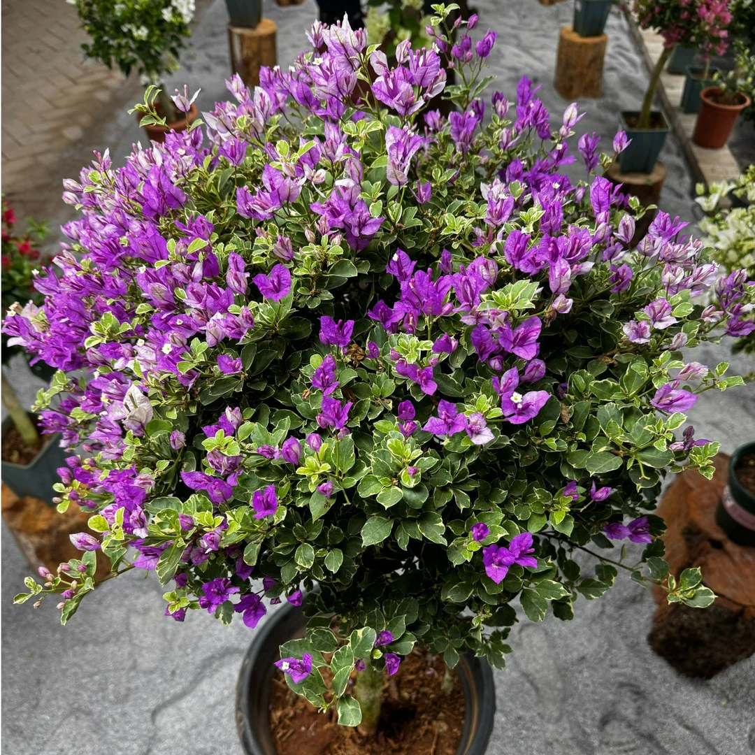 2号B链接-三角梅一物一拍专属链接