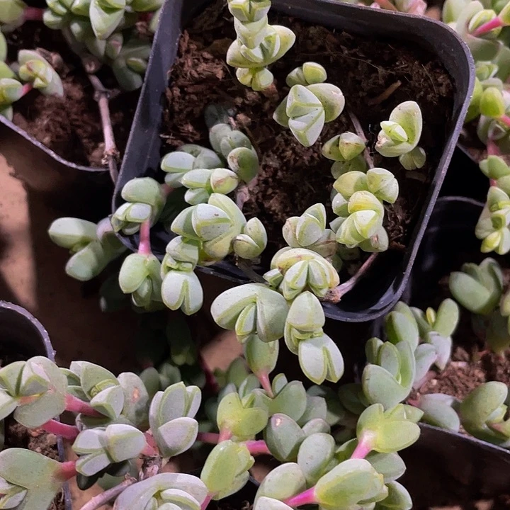 碧玉莲2.8带盆土发