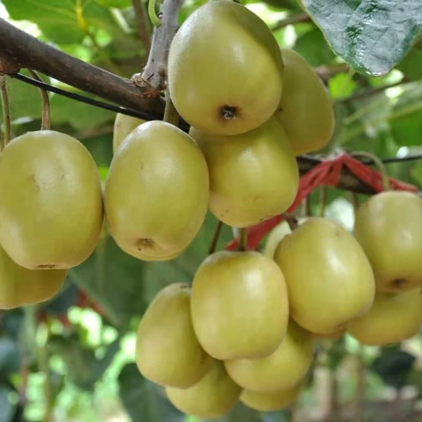 110-130克苍溪红心猕猴桃