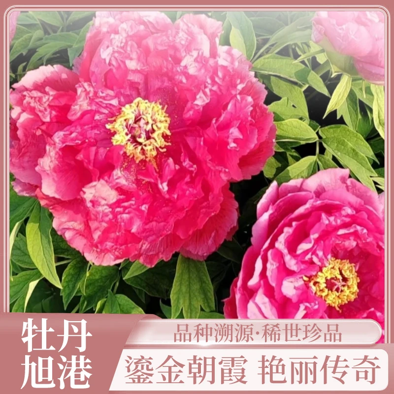 旭港国外品种汉牡丹园庭院观赏牡丹花重瓣大花