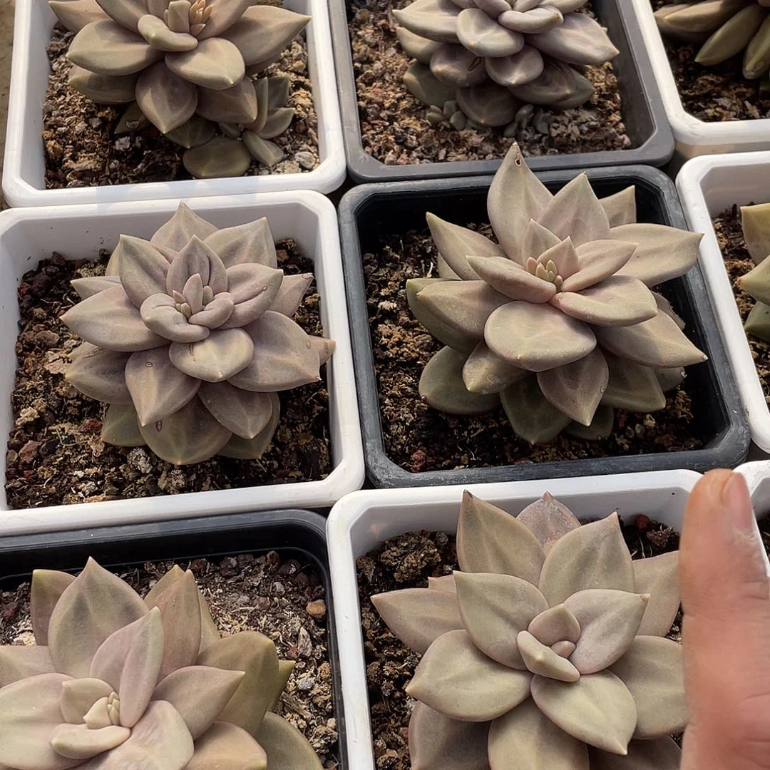 惜春精控老桩单头10厘米可挑