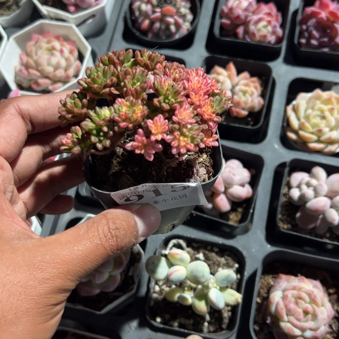 915号小人祭锦一物一拍满18包邮