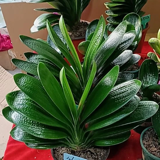 完全开放君子兰麻脸苗