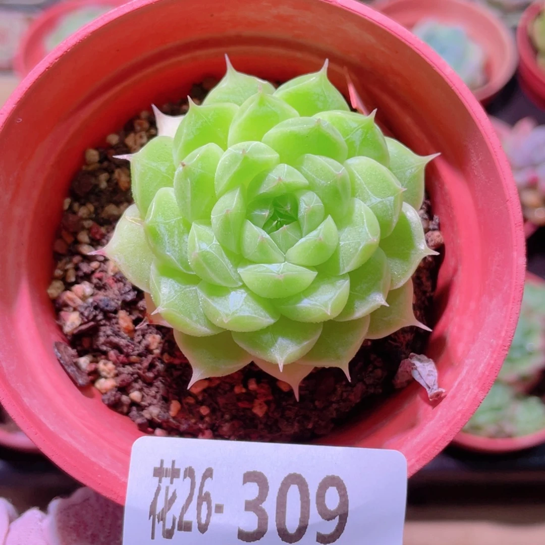 花利美26-309麦秆  微瑕