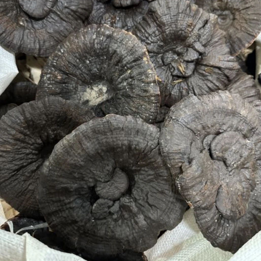 星光靓货切片黑灵芝可煲汤煮养生茶