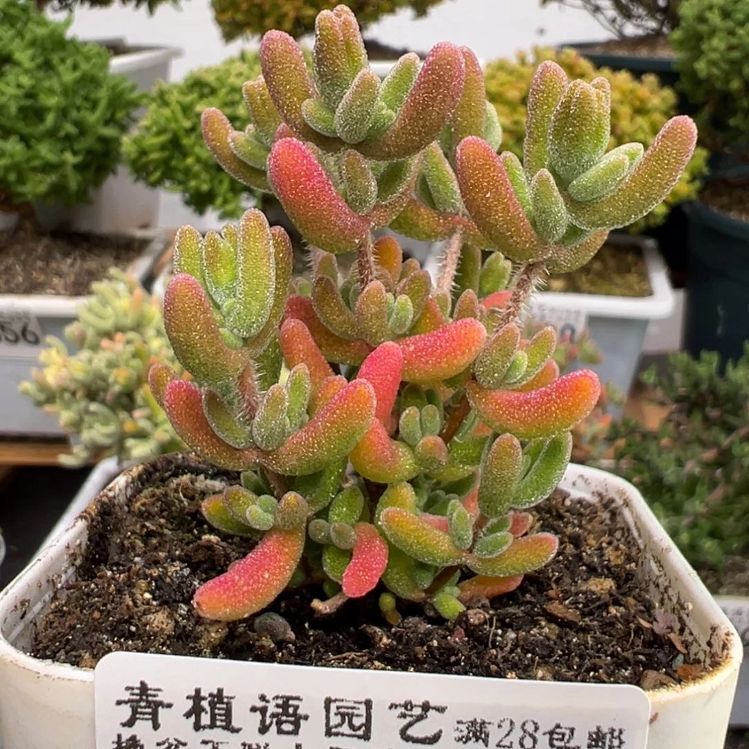 D3902红叶一物一拍