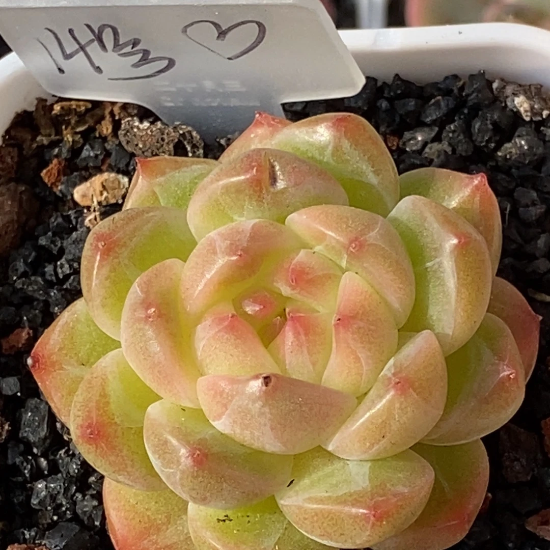 天官赐福百无禁忌