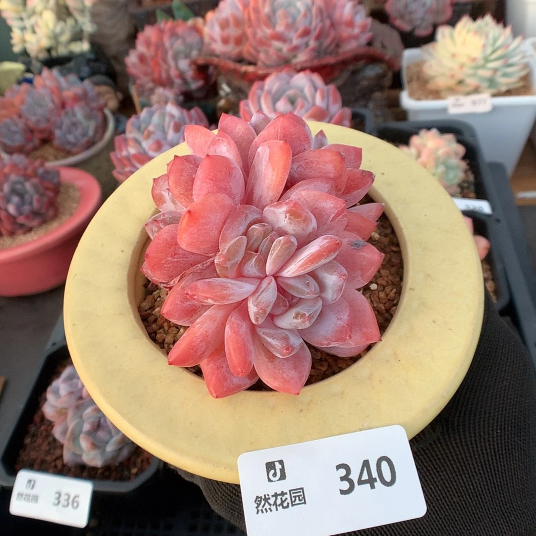 340雪天使多肉植物6666