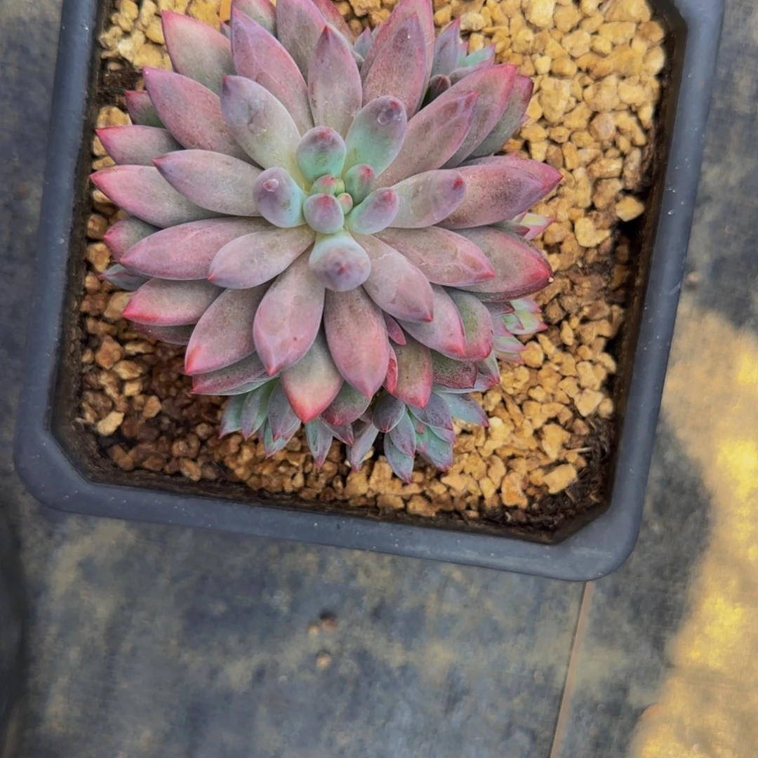 无花朵爱***?D5虞美人爆崽