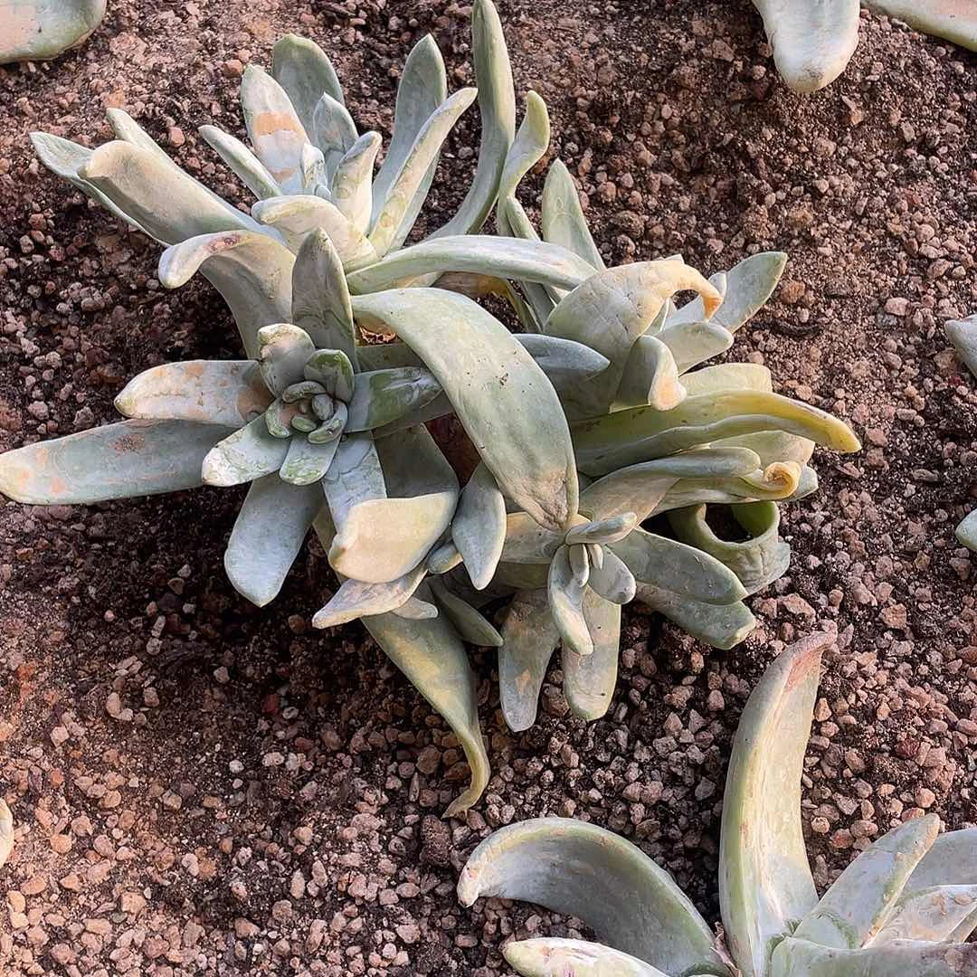 妞***妞拇指仙女杯4头一物一拍