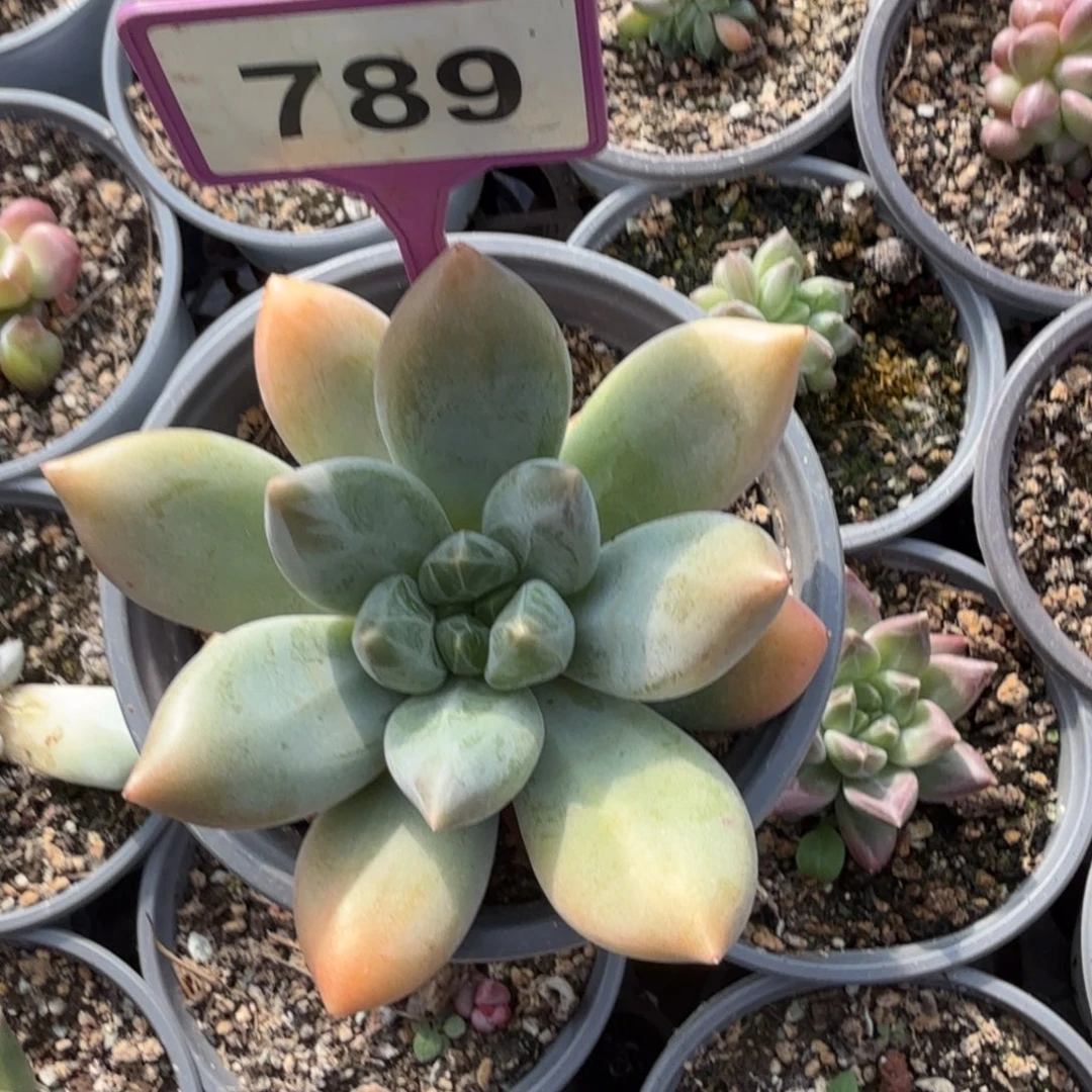 重楼一物一拍789.