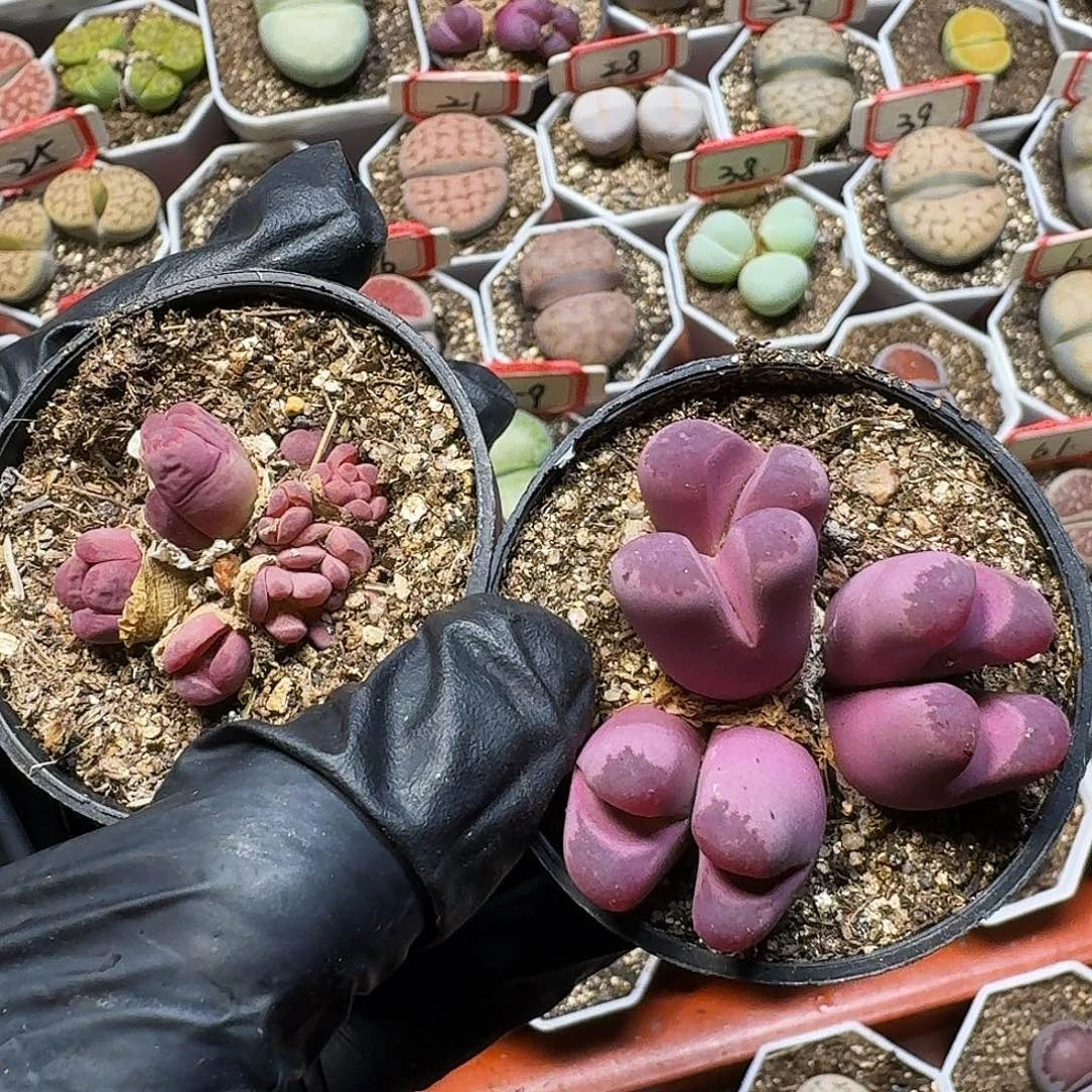 石***景生石花111111。  276