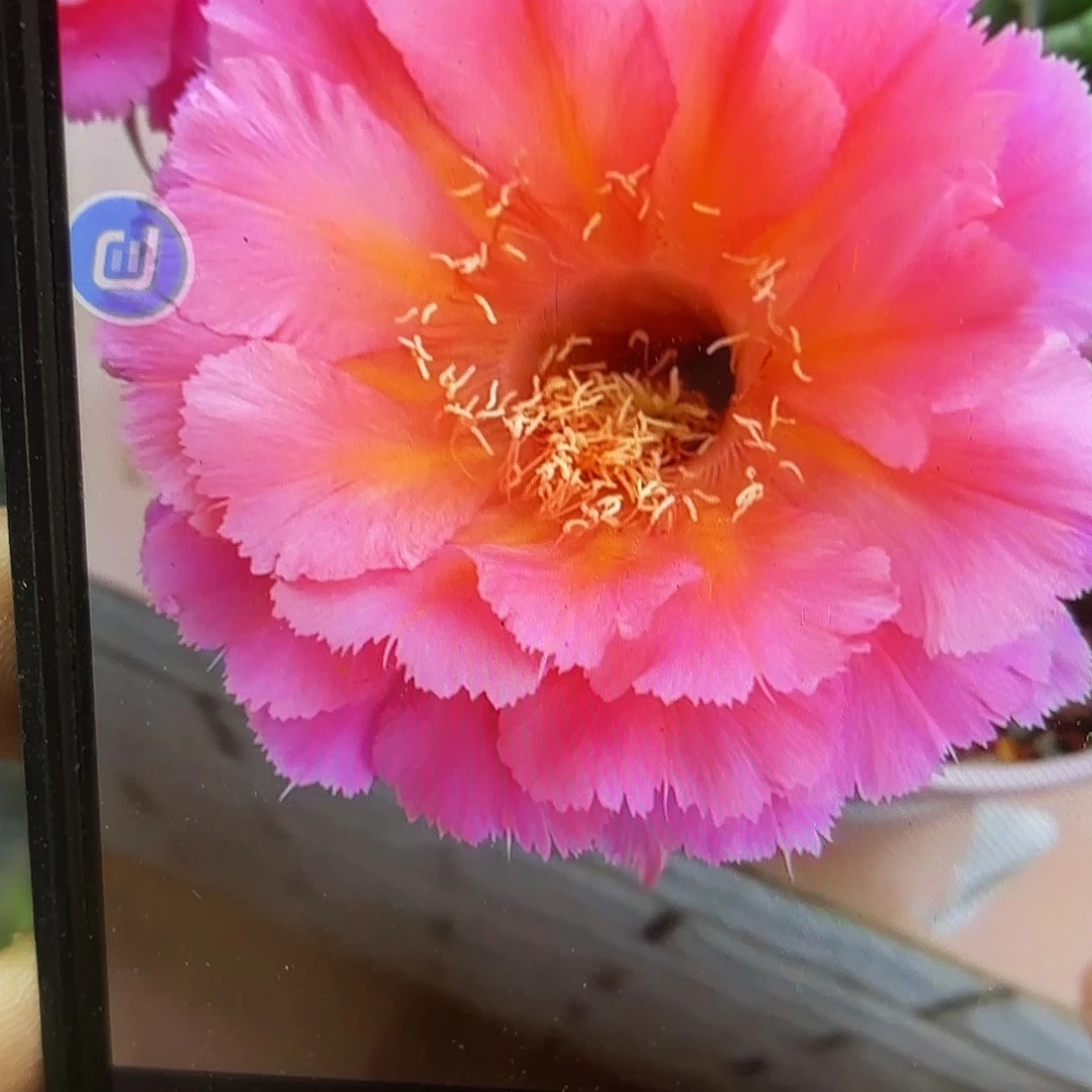 山脉彩侧牙20包邮仙人37