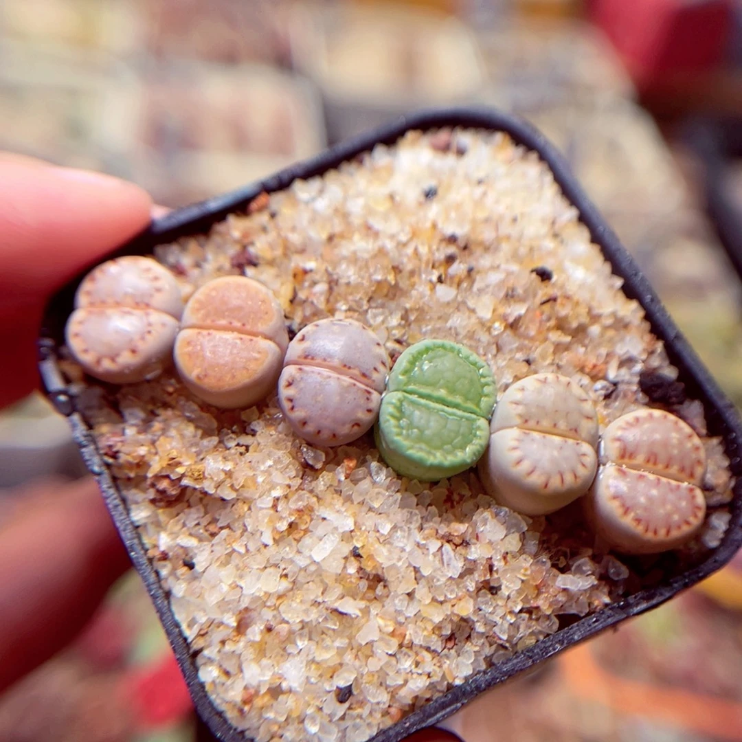 321号带盆包邮发货