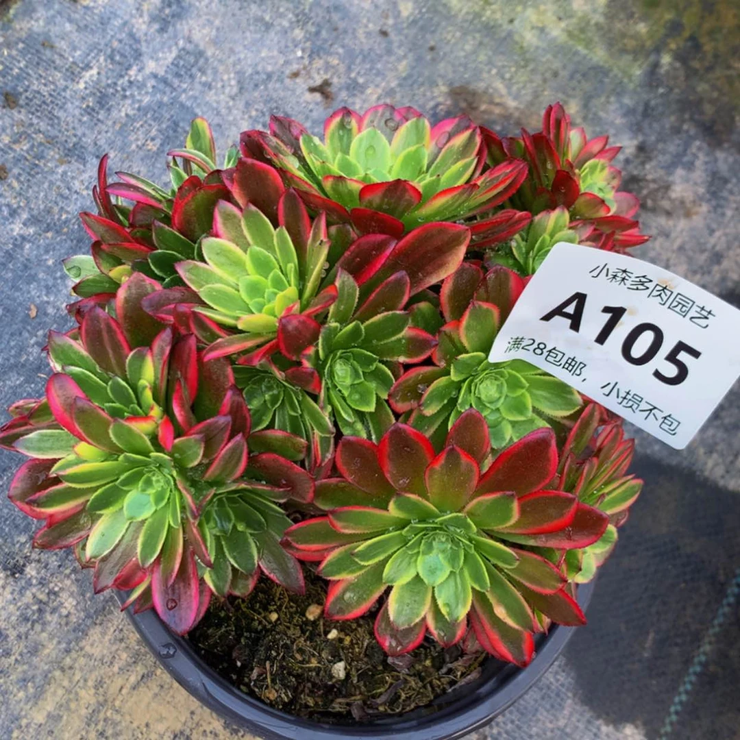 【闪购商品】用****驻105嘉年华多肉