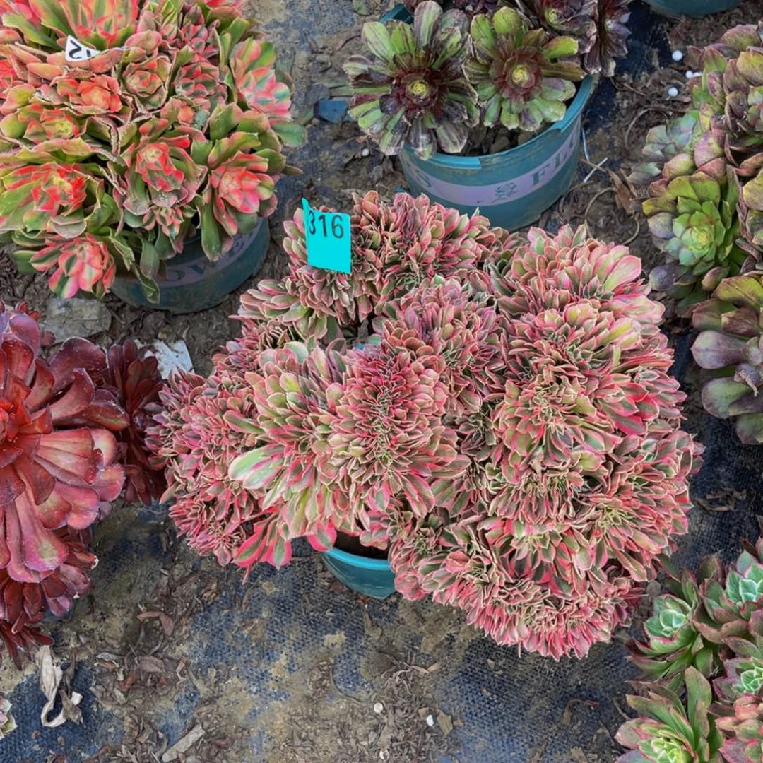 粉女郎缀化法师1-33