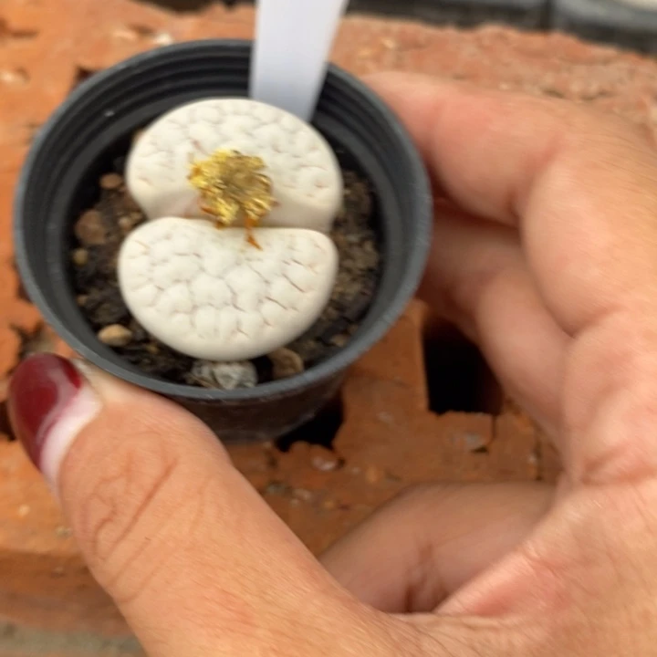 静***心生石花的季节到了711