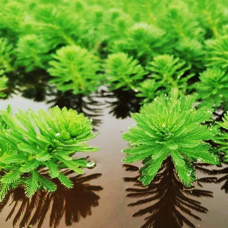 粉绿狐尾藻羽毛苗水生植物养殖鱼龙虾池塘缸河道绿造景净化水质