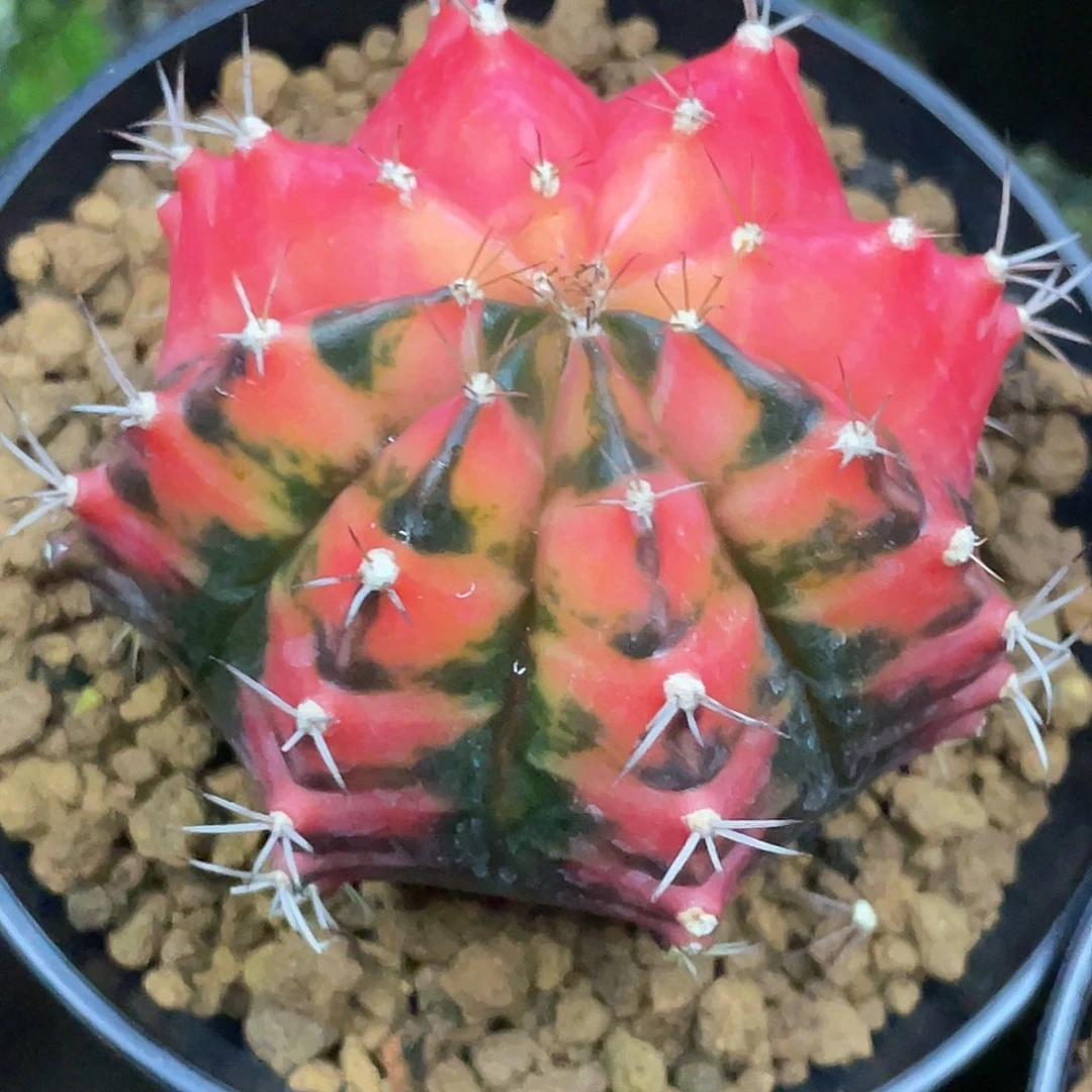 罗****夜泰系实生根，半神米哈锦