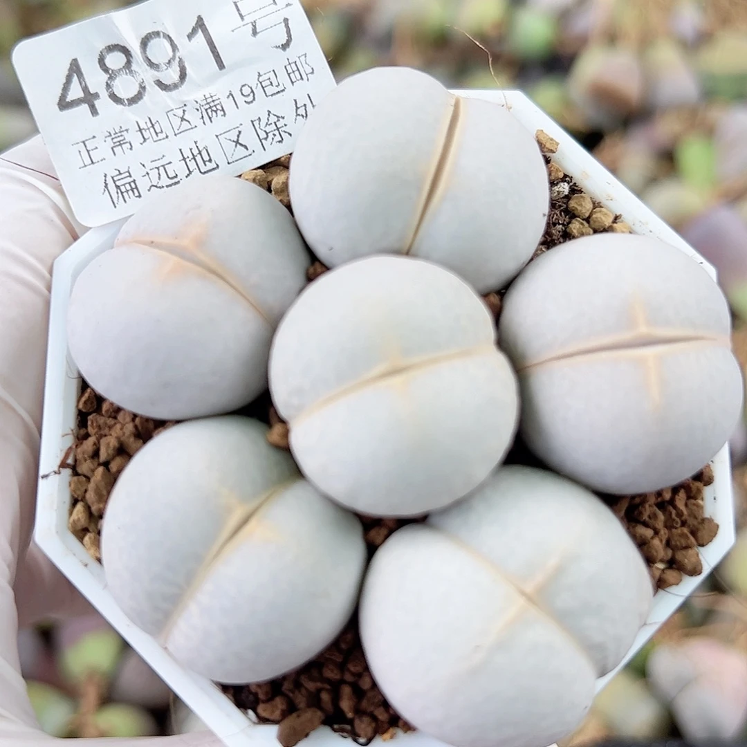4891 好养易活生石花大母本