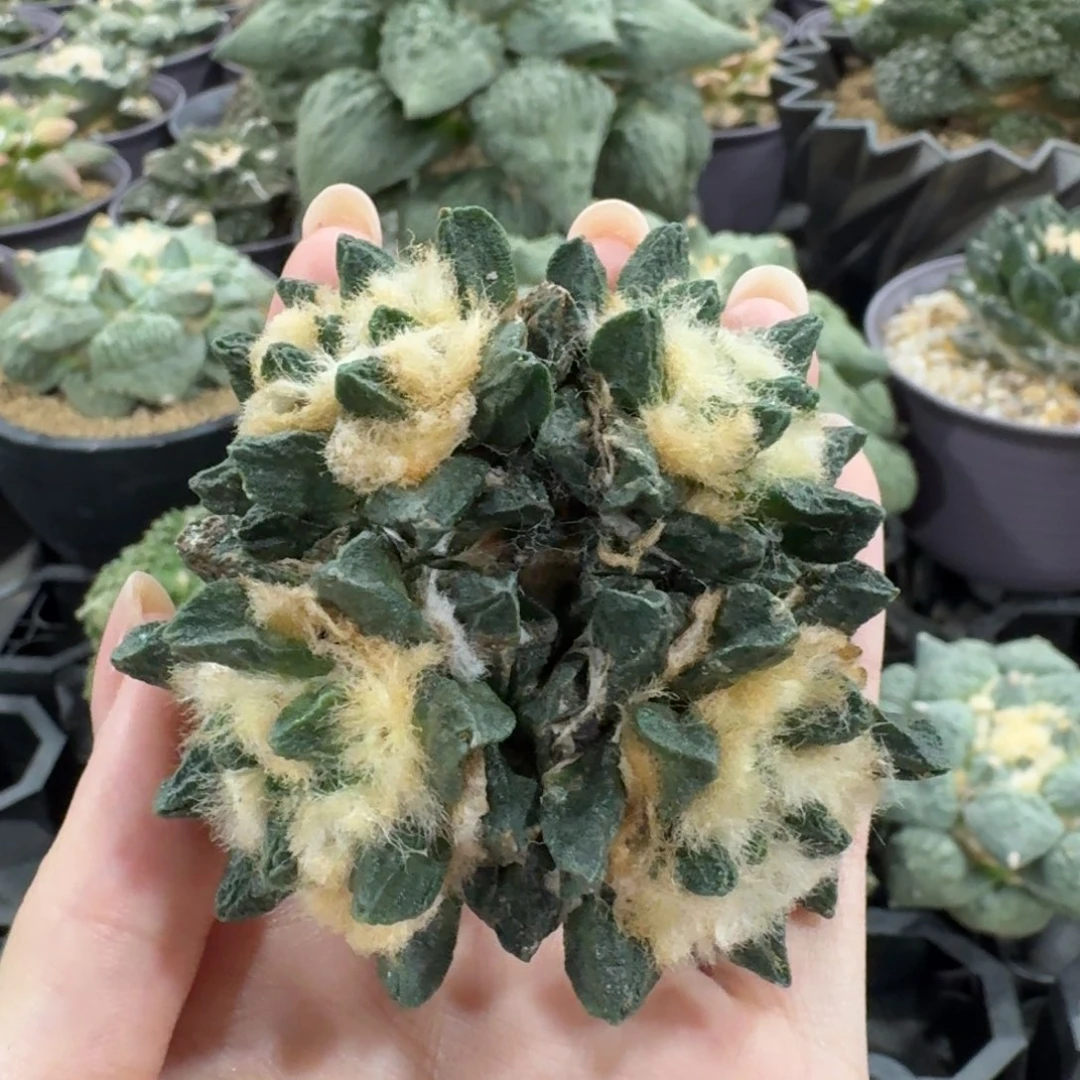 四头龙角无根7.4cm
