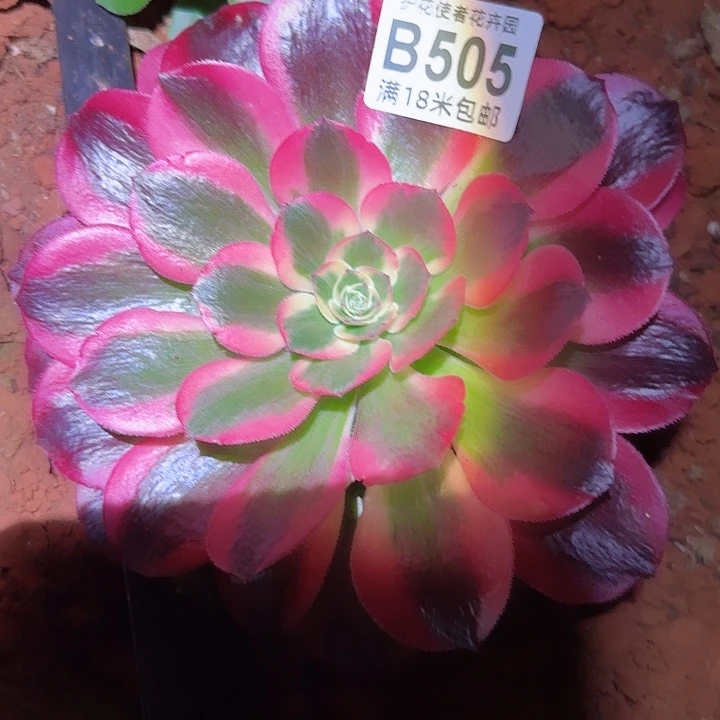 多肉法师女郎朵朵