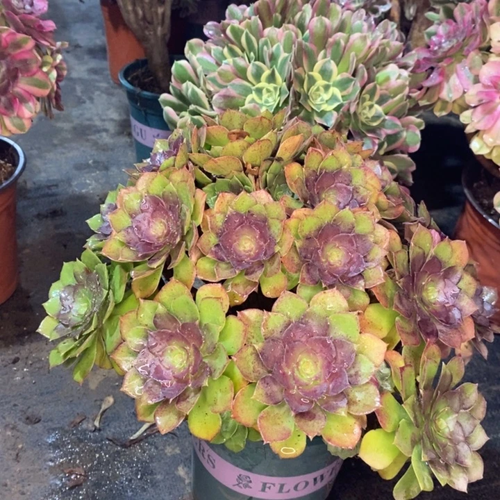 桃花石多肉植物26。