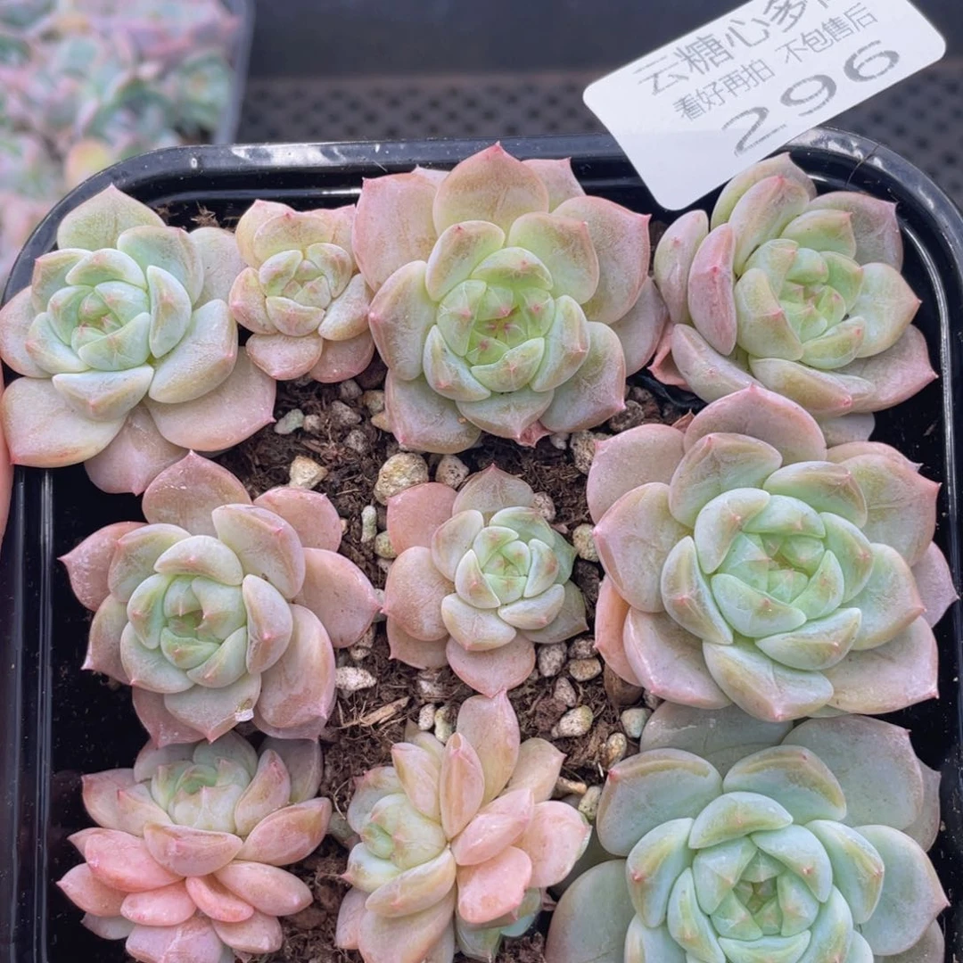 云糖心多肉植物296