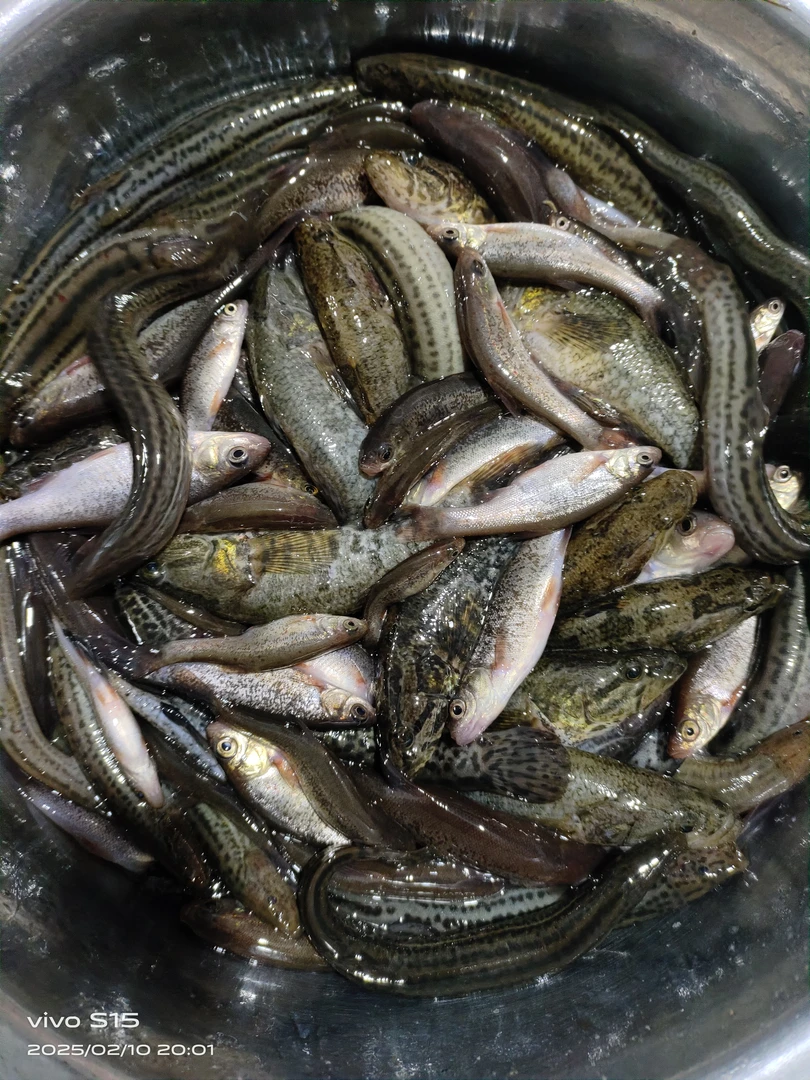 杂鱼6斤包邮活体发货保鲜不包活（老头，泥鳅，柳根）