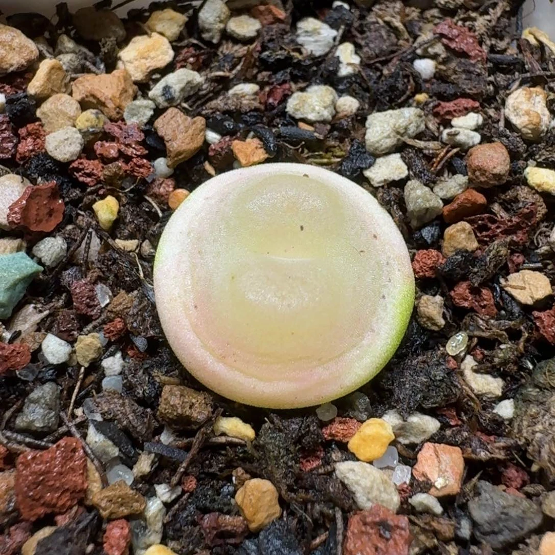 红陶煮**茶0221-04拉登拉登