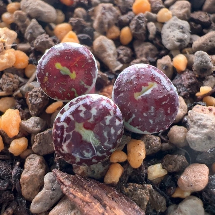 w876。青蛙2年特红纹甜甜圈 青花瓷