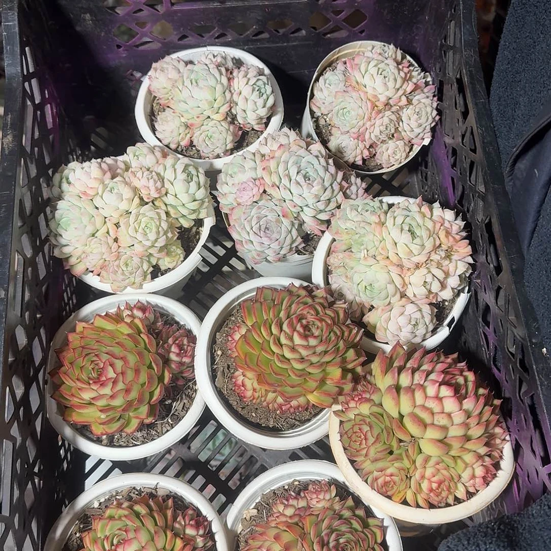 平***哥10颗多肉一物一拍