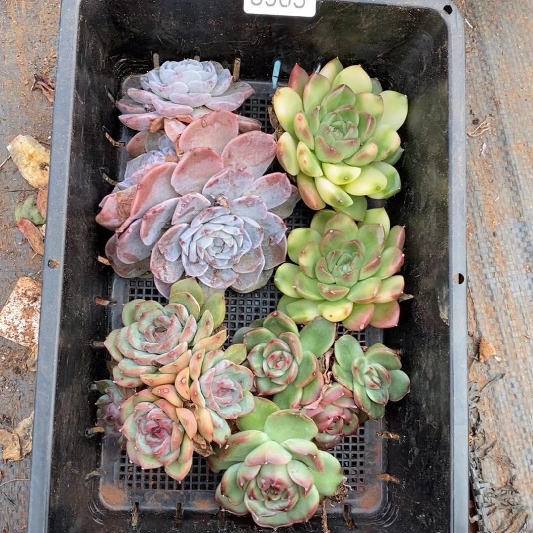 (***)瑕疵框不售后~5905