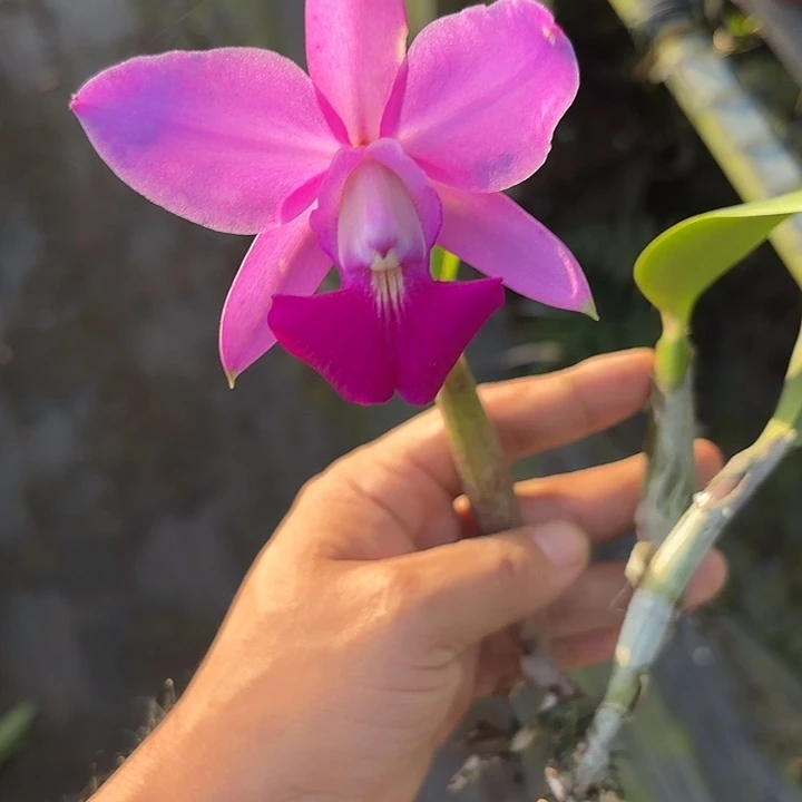 完全开放走路人一颗