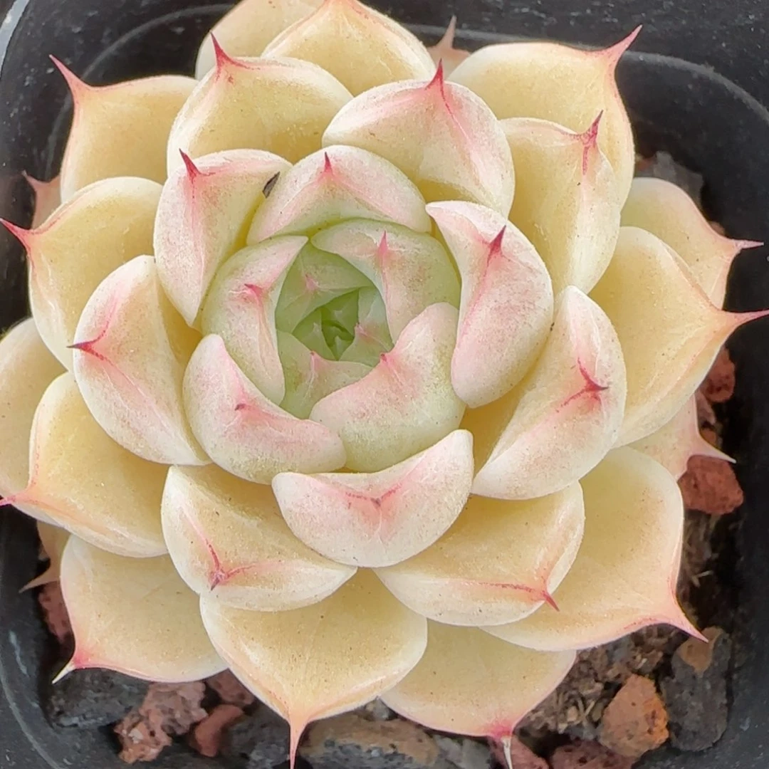 花语逸境0223-176