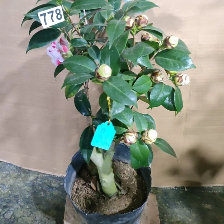 778维和之荣，孔雀精灵，原盆原土发货