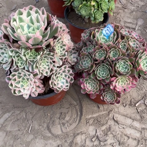 677多肉植物组合，