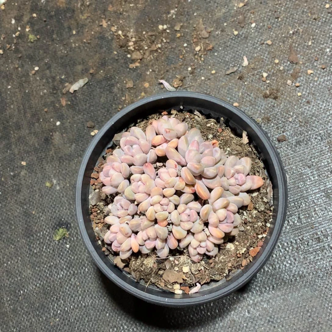 多肉植物多肉植物x