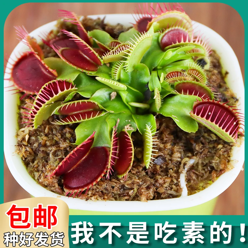 超大捕蝇草盆栽食人花食虫植物趣味驱蚊花卉绿植瓶子草捕虫草巨夹
