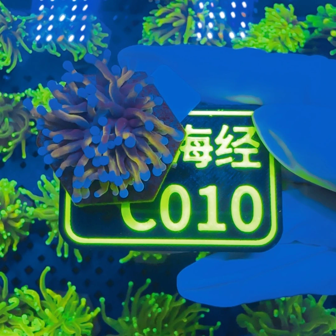 夜***阳纽扣珊瑚晓晓不包邮肉薄假澳金C010