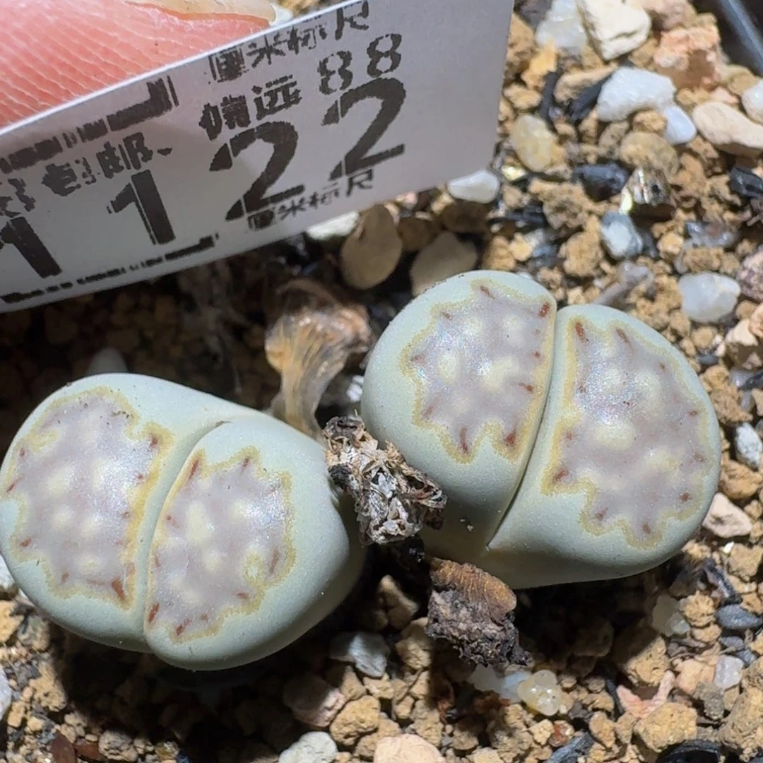 zzzz精品生石花1122蓝饼