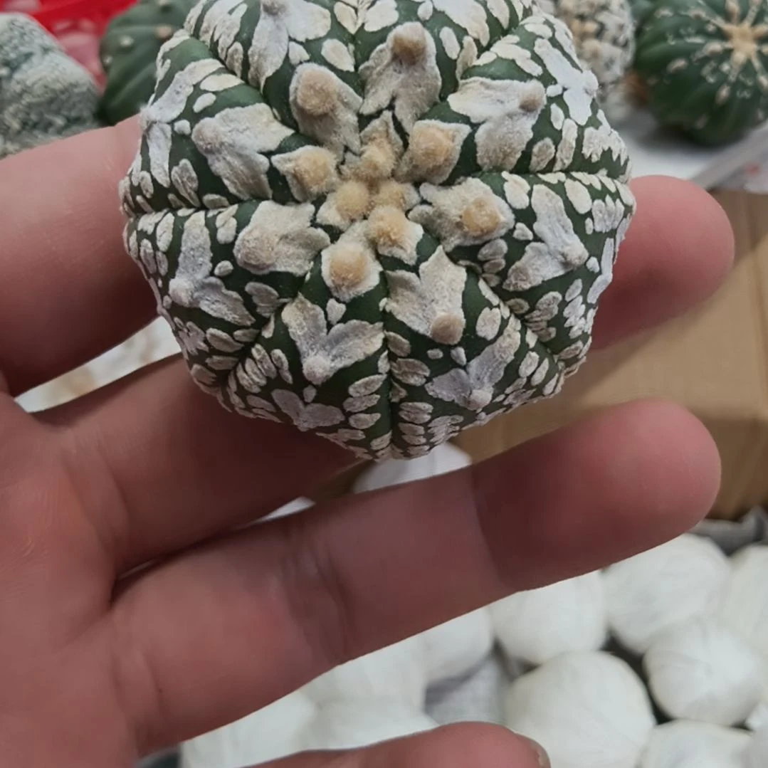 海星体宽V圣诞V兜哈哈哈