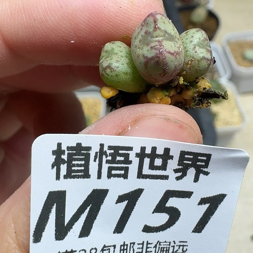 多肉W的润泽drzhhnn