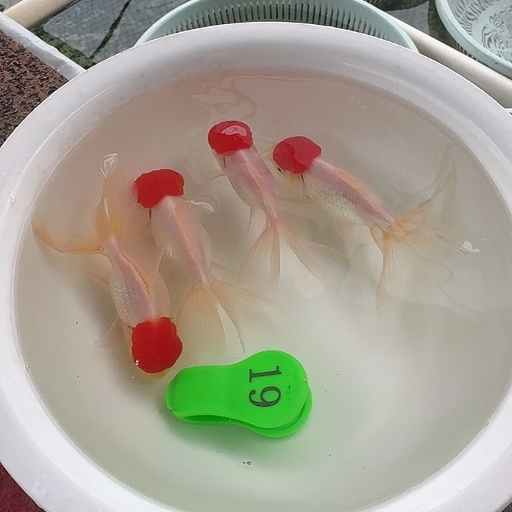 金鱼包邮包活到家