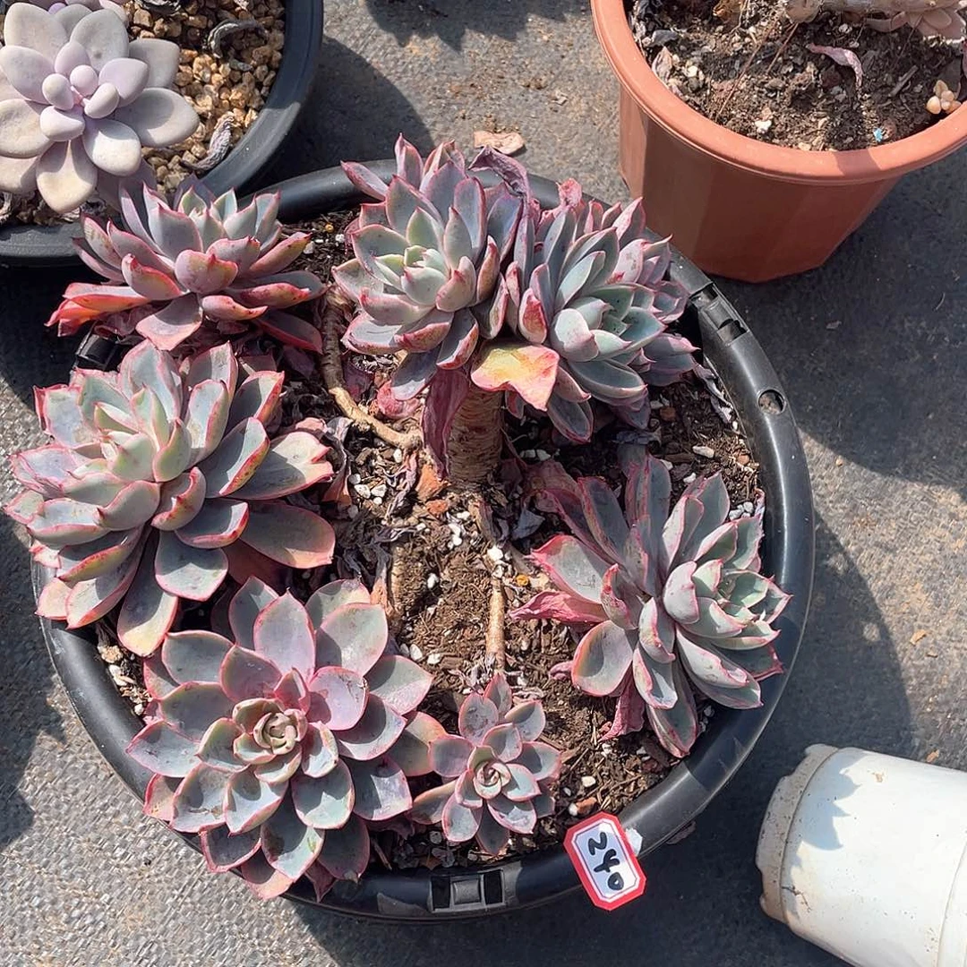 240赫拉 一物一拍多肉