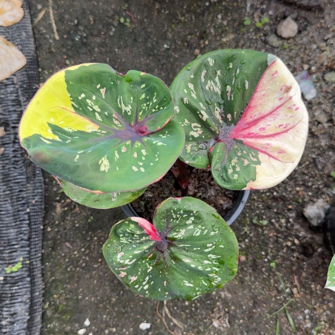65-0927泰国发货财富