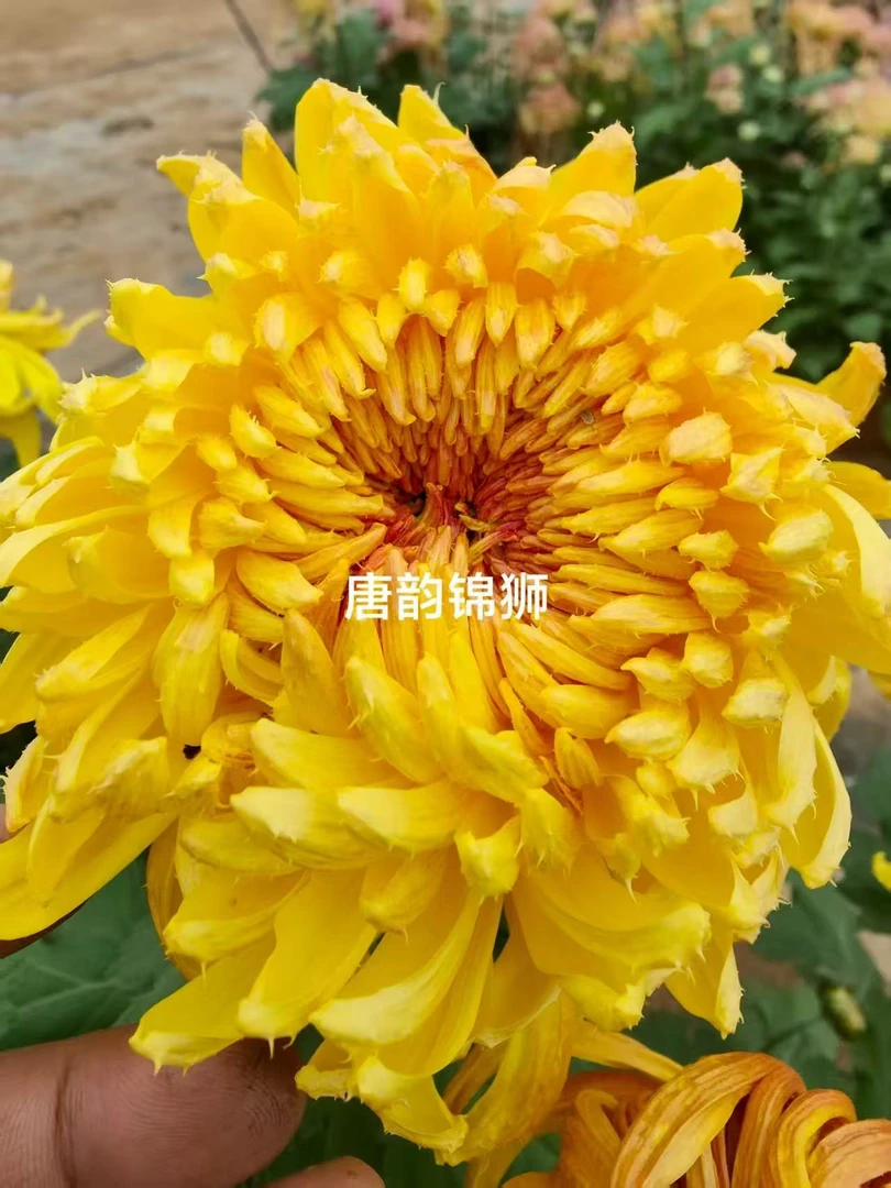 （唐韵锦狮）原盆原土 带花苞货发货