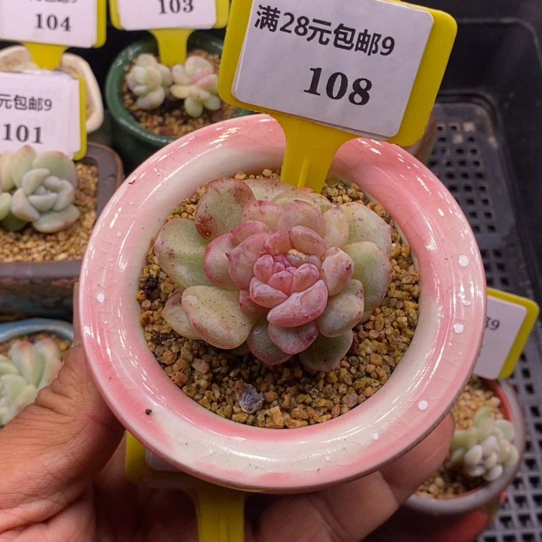 9108糖心石化拉丝锦多肉植物