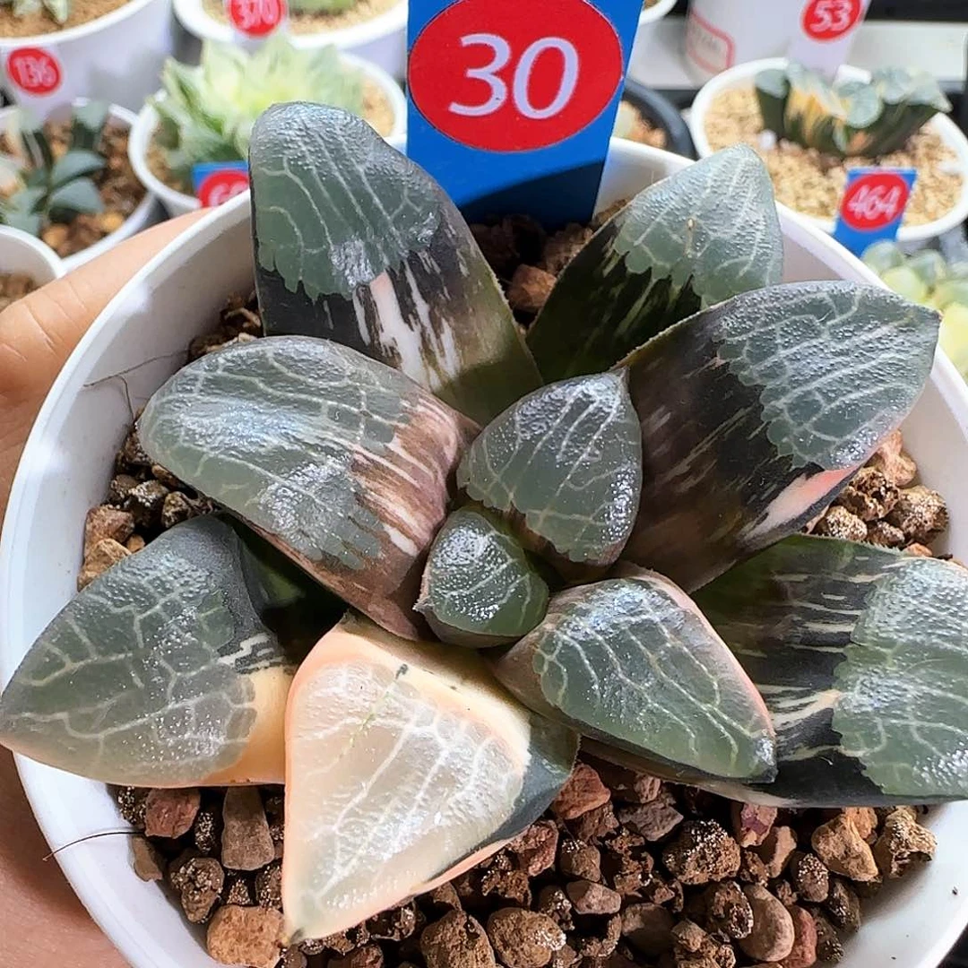 30号朱庇特克锦一物一拍带盆土