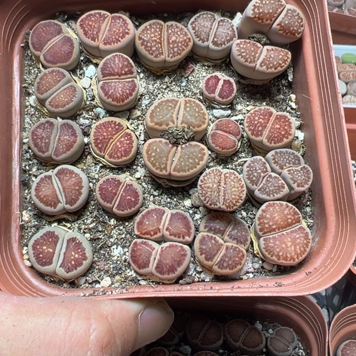 【闪购商品】 953。